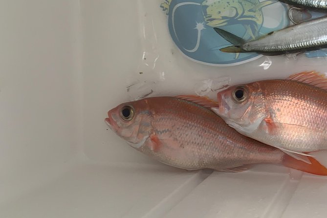 3/4 day deep sea /light tackle fishing - Six hours on a private boat