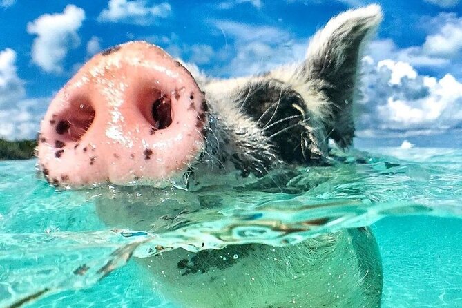 3 Islands Tour, Swim with Pigs, Turtles, Snorkelling & lunch - What makes this Bahamas boat trip worthwhile