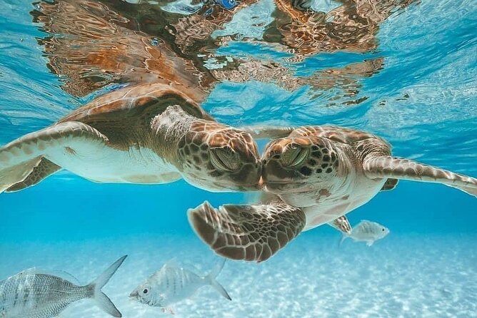 3 Islands Tour, Swim with Pigs, Turtles, Snorkelling & lunch - Four stops packed into one half-day