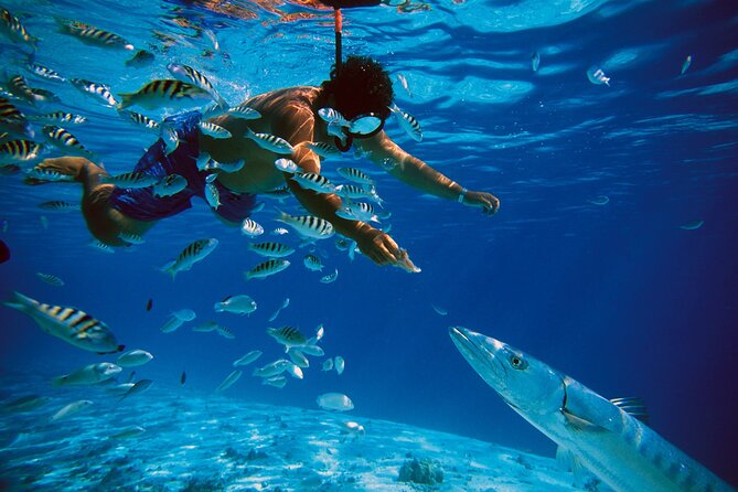 3 Islands Tour, Swim with Pigs, Turtles, Snorkelling & lunch - Lunch, rum punch, and the social side of the boat