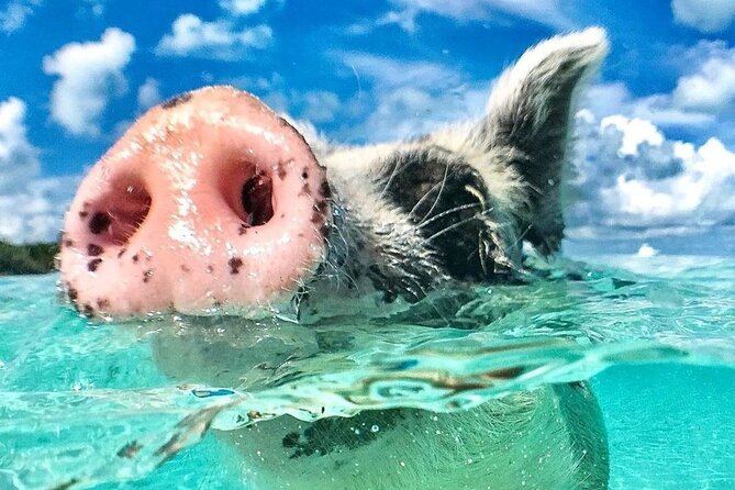 3 Islands Tour, Swim with Pigs, Turtles, Snorkelling & lunch - Who will enjoy this outing most