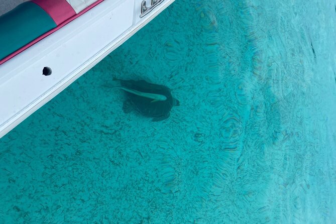 5 Hours Pigs and Turtles with Beach Stop in Bahamas - Families, couples, and cautious swimmers