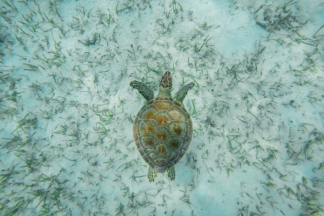 6 Hours Rose Island Tour with Snorkeling Experience and Lunch - Key points to know before booking