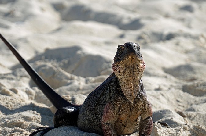 6 Hours Rose Island Tour with Snorkeling Experience and Lunch - Pearl Island is the iguana stop