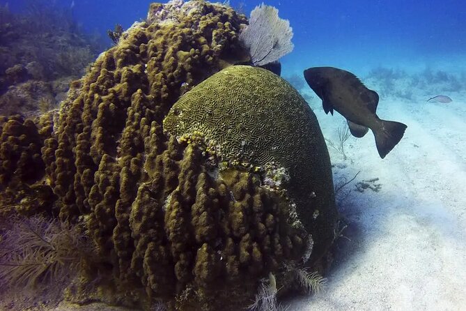 Adventures of the Lost Atlantis Bimini Road - Why Bimini Road makes this boat trip different