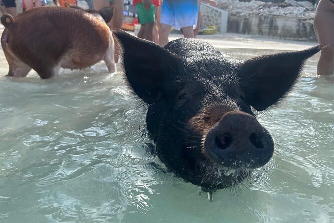 All Inclusive Pig Encounter, Snorkeling, Turtles, Lunch & Beach - Three Rose Island stops in four hours