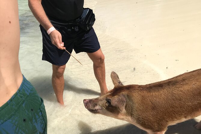 All Inclusive Swimming With The Pigs - Friendly staff and the human side of the trip