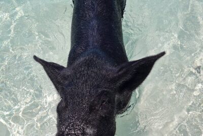 Athol Island Swimming Pigs Half-Day Boat Tour with Lunch