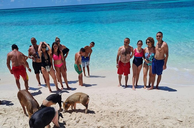 Athol Island Swimming Pigs Half-Day Boat Tour with Lunch - Is $350 Per Person a Fair Price?