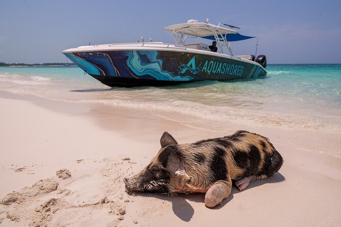 Bahamas Adventure: Pigs, Reef, Turtles, and Beach with Lunch - Key points to know before booking