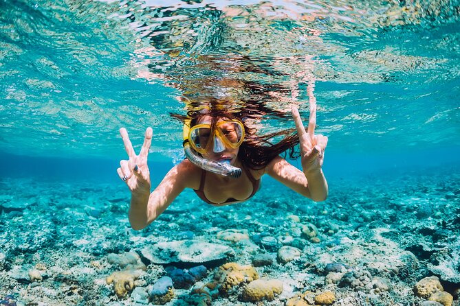 Bahamas Adventure: Pigs, Reef, Turtles, and Beach with Lunch - Green Cay and the sea turtles