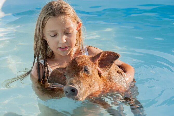 Bahamas Adventure: Pigs, Reef, Turtles, and Beach with Lunch - Meeting the pigs on Rose Island