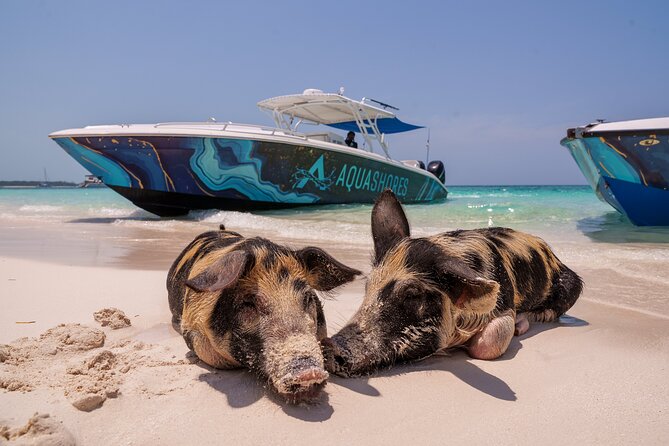 Bahamas Adventure: Pigs, Reef, Turtles, and Beach with Lunch - The powerboat ride sets the tone