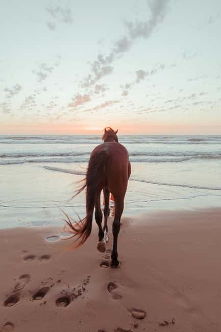 Bahamas: Nassau Horseback Riding on Beaches & Trails - From Nassau ranch to shaded woodland trails