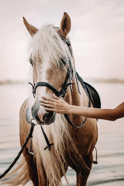 Bahamas: Nassau Horseback Riding on Beaches & Trails - Walking into the shallow Caribbean water