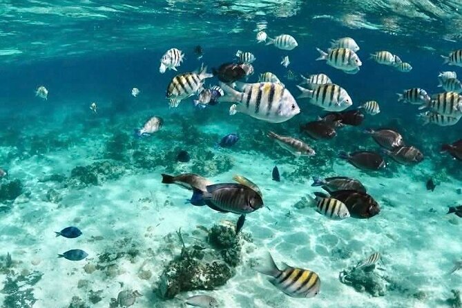 Catamaran Snorkel & Beach Day with Turtles - Green Cay Turtle Watching