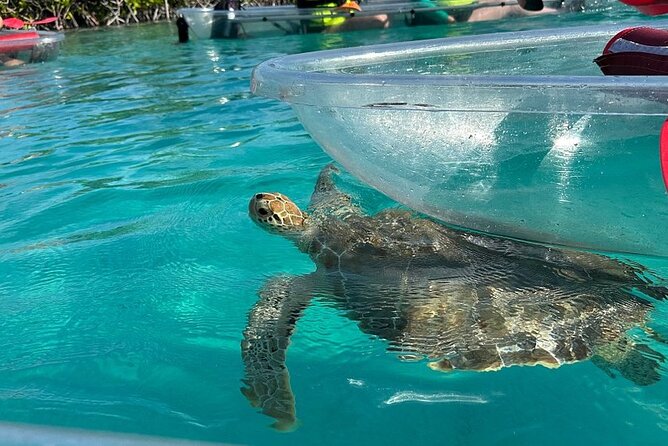 Clear Kayak Tour - Why the mangroves are the real attraction