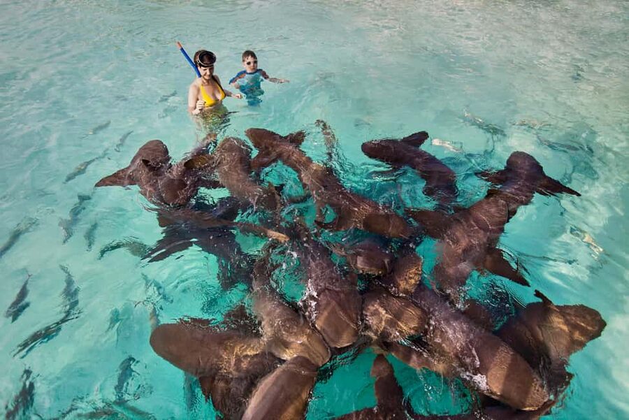Exclusive Fly-In Premium Beach Experience from Nassau - Five things to know before booking