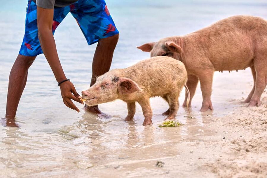 Exclusive Fly-In Premium Beach Experience from Nassau - Pig Beach and the famous swimming pigs