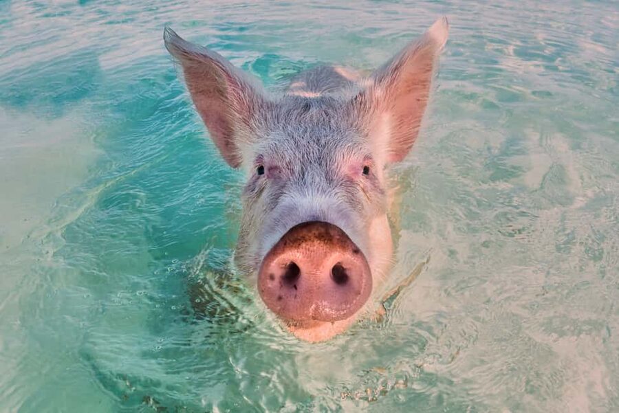 Exclusive Fly-In Premium Beach Experience from Nassau - Thunderball Grotto with mask and snorkel