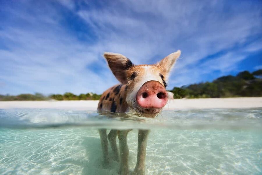 Exclusive Fly-In Premium Beach Experience from Nassau - Iguanas, sandbar time, and a quieter side of Exuma