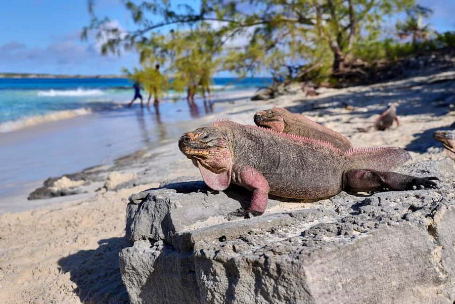 Exclusive Fly-In Premium Beach Experience from Nassau - Staniel Cay starts the boat adventure