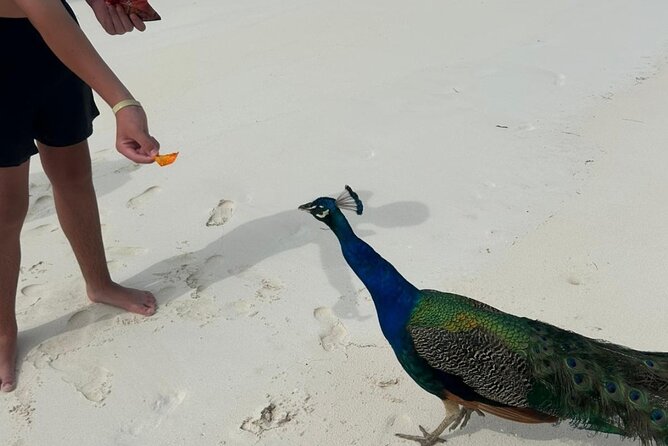 Exotic half day private charters to Rose Island, Pigs and Turtles - Leaving Nassau from the waterfront