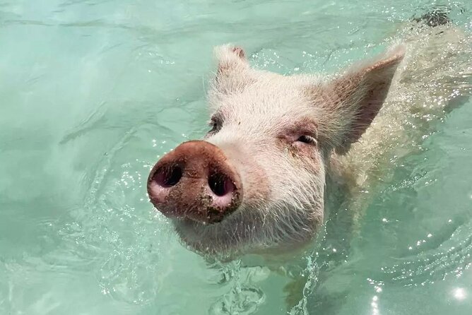 Experience The Exumas and the World Famous Swimming Pigs - Five reasons this Exumas boat tour earns attention