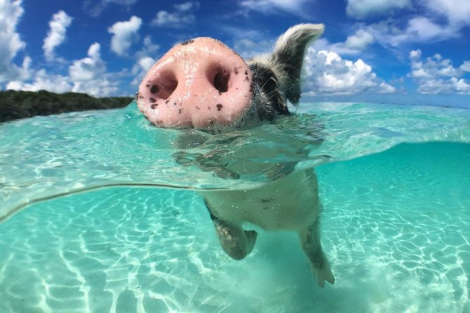 Exuma Day Away - Original Swimming Pigs Excursion - The big picture: one boat, several Exuma highlights