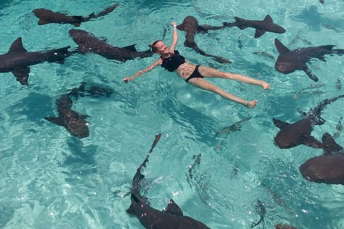 Exuma Day Away - Original Swimming Pigs Excursion - Compass Cay and the nurse shark encounter