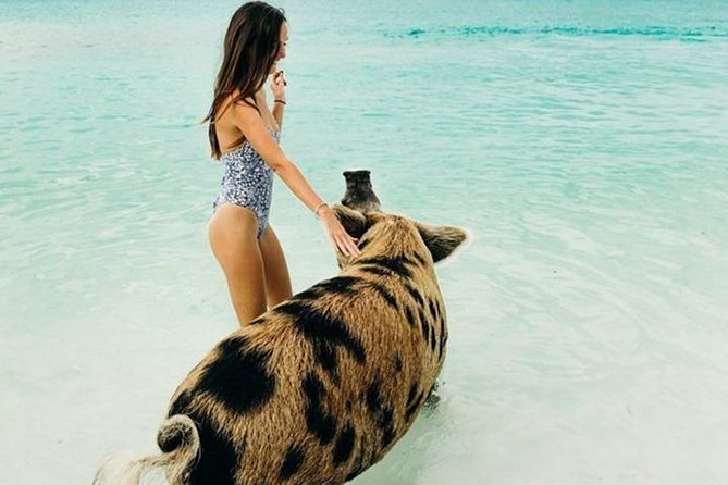 Exuma Elite Escape: Luxury Fly-In Pig Beach Adventure - 7 Stops - Pig Beach: the famous first encounter