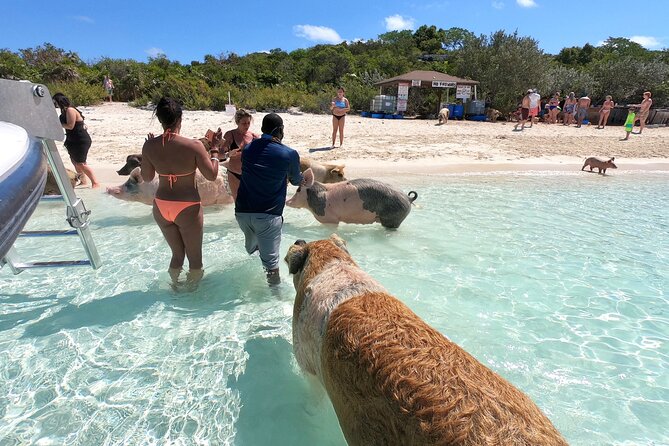 Exuma Full Day Swimming Pigs Group Boat Tour - Allen Cay and its ancient iguanas