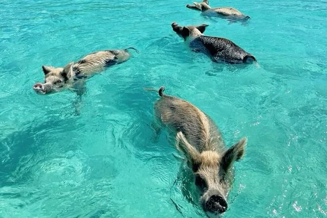 Exuma Island and Cays Tour - Big Major Cay and the famous swimming pigs