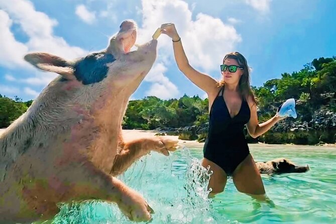Exuma Island and Cays Tour - Leaf Cay and the large iguanas