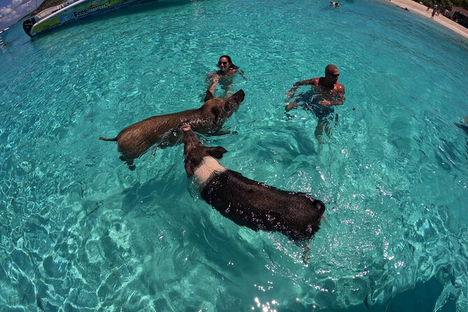 Exuma Island Hopping Swimming Pigs Tour with Lunch from Nassau - Big Major’s Cay and the famous swimming pigs
