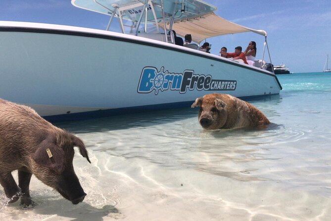 Exuma Island Hopping Swimming Pigs Tour with Lunch from Nassau - Norman’s Cay and the sunken plane