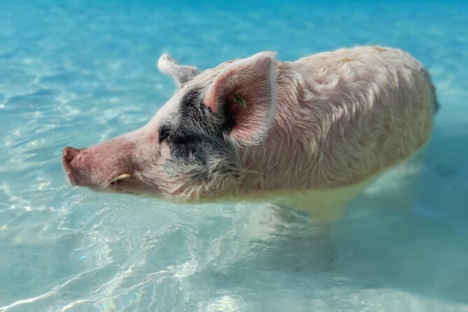 Exuma Island Hopping Swimming Pigs Tour with Lunch from Nassau - What the $438.90 price really covers