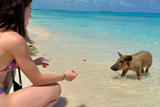 Fast Track Swimming Pigs Encounter - Why this Rose Island trip works for a short Nassau visit