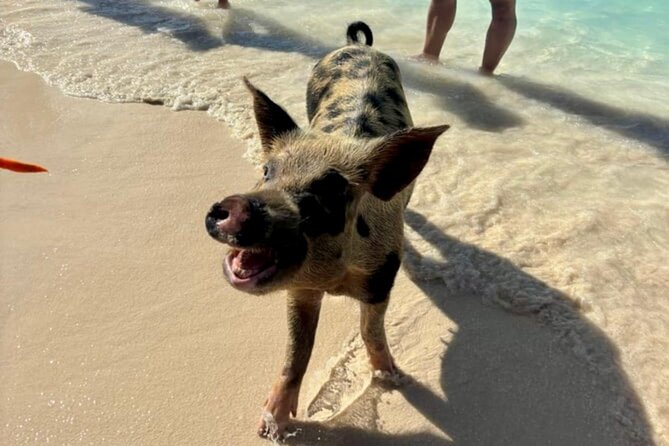 Fast Track Swimming Pigs Encounter - Timing matters more than the label express