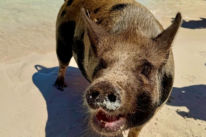 Fast Track Swimming Pigs Encounter - Is $69 a good deal?