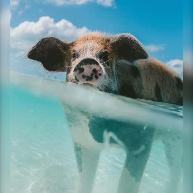 From Nassau: Swim with Pigs Safari - Meeting the swimming pigs at Pig Beach