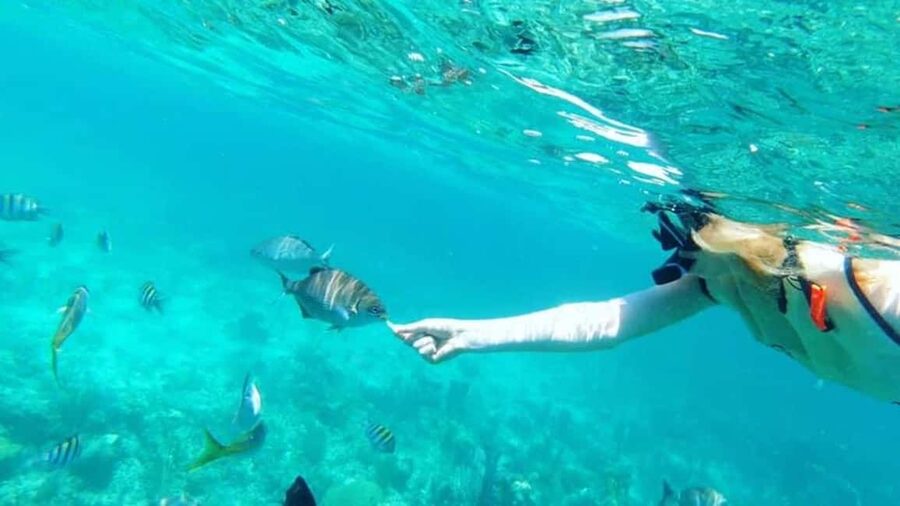 Full Day Sail and Snorkel with Turtles - Snorkeling Above the Coral Reef