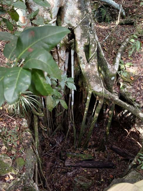 Guided Primeval Nature Walk Tour - Key points to know before you book