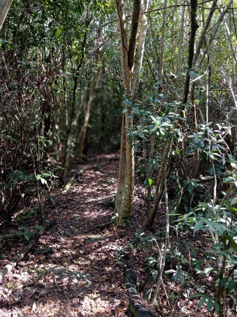 Guided Primeval Nature Walk Tour - Primeval Forest National Park: the tour’s strongest stop