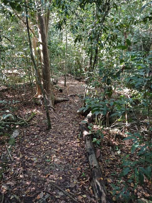 Guided Primeval Nature Walk Tour - Arawak Cay and a taste of conch culture