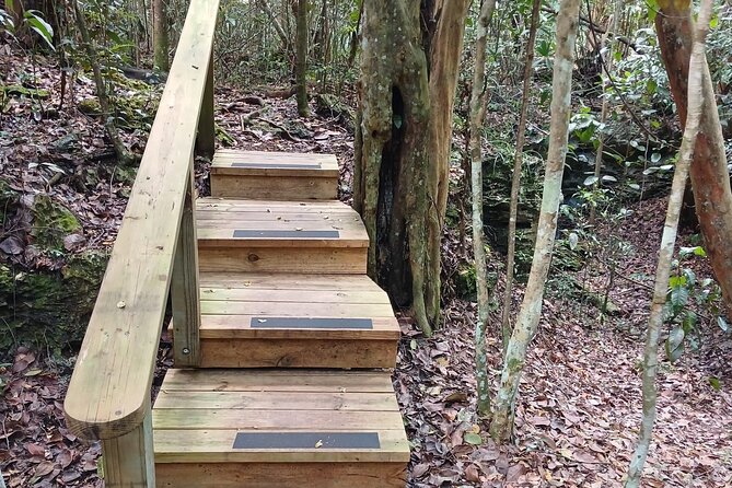 Guided Primeval Nature Walk Tour in Primeval Forest National Park - A quiet half-hour at Jaws Beach