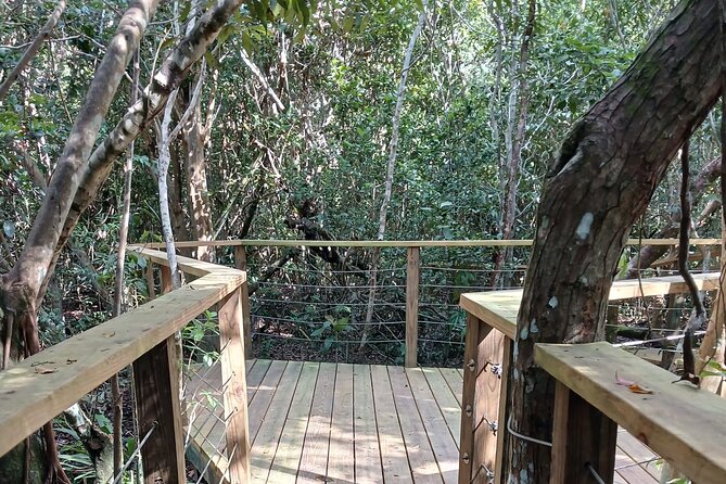 Guided Primeval Nature Walk Tour in Primeval Forest National Park - Fifty minutes among the trees at Primeval Forest National Park