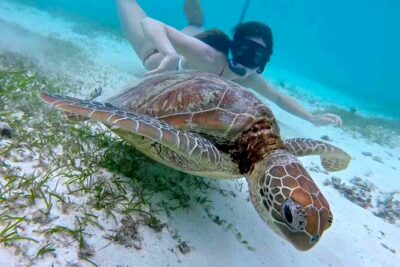 Half-Day at Green Cay Bahamas Snorkeling with Turtles