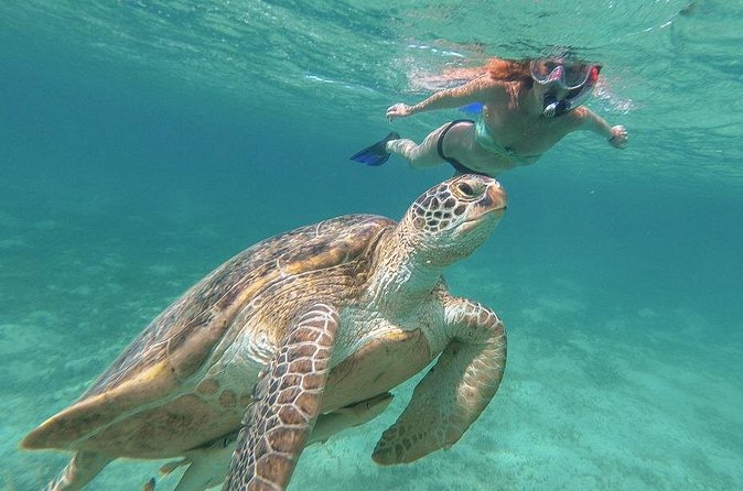 Half-Day at Green Cay Bahamas Snorkeling with Turtles - Rose Island: lunch and clear water