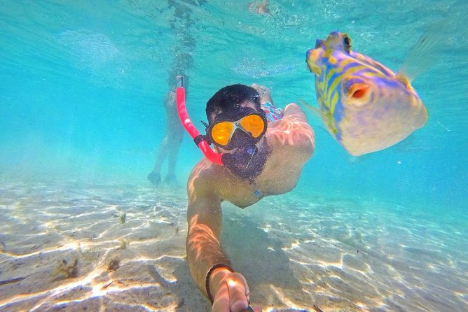 Half Day Snorkeling Tour in the Bahamas - Timing matters if you are on a cruise